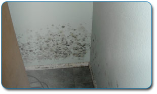 Mold 1